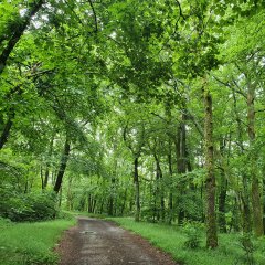 Waldweg auf dem Historischen Amtsweg Burglichtenberg