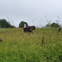 Weidetiere auf dem Historischen Amtsweg Burglichtenberg