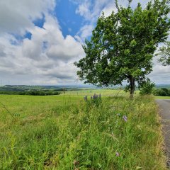 Westrichhöhen auf dem Historischen Amtsweg Burglichtenberg