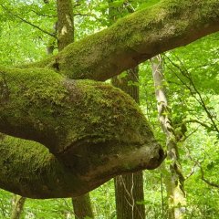 Verschlungener Baum