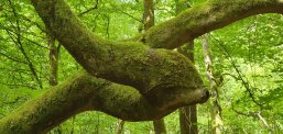 Verschlungener Baum Verschlungener Baum