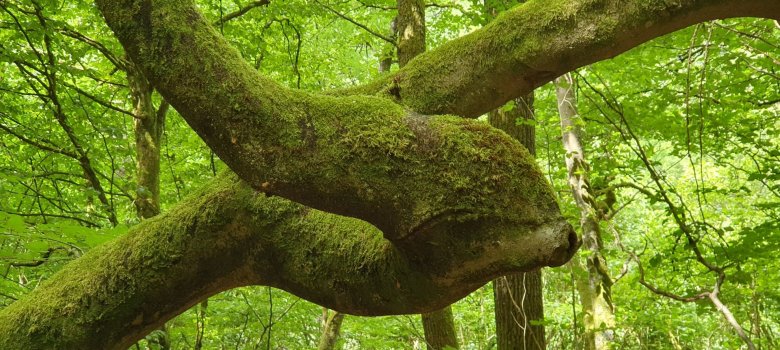 Verschlungener Baum