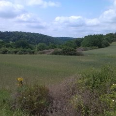 Wiesenlandschaft