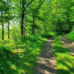 Waldweg auf der Traumschleife Bärenbachpfad