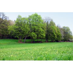 Frühlingswiese am Bärenbachpfad
