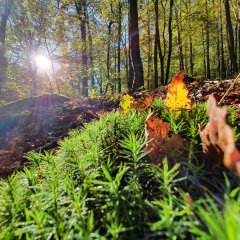 Herbst im Wald Bärenbachpfad