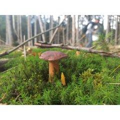 Pilz im Wald