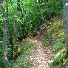 Waldpfad am Nahekopf