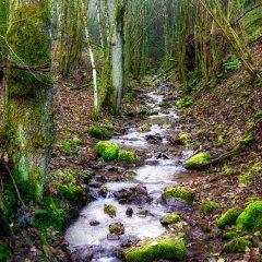 Bachlauf an der Traumschleife Gräfin Loretta