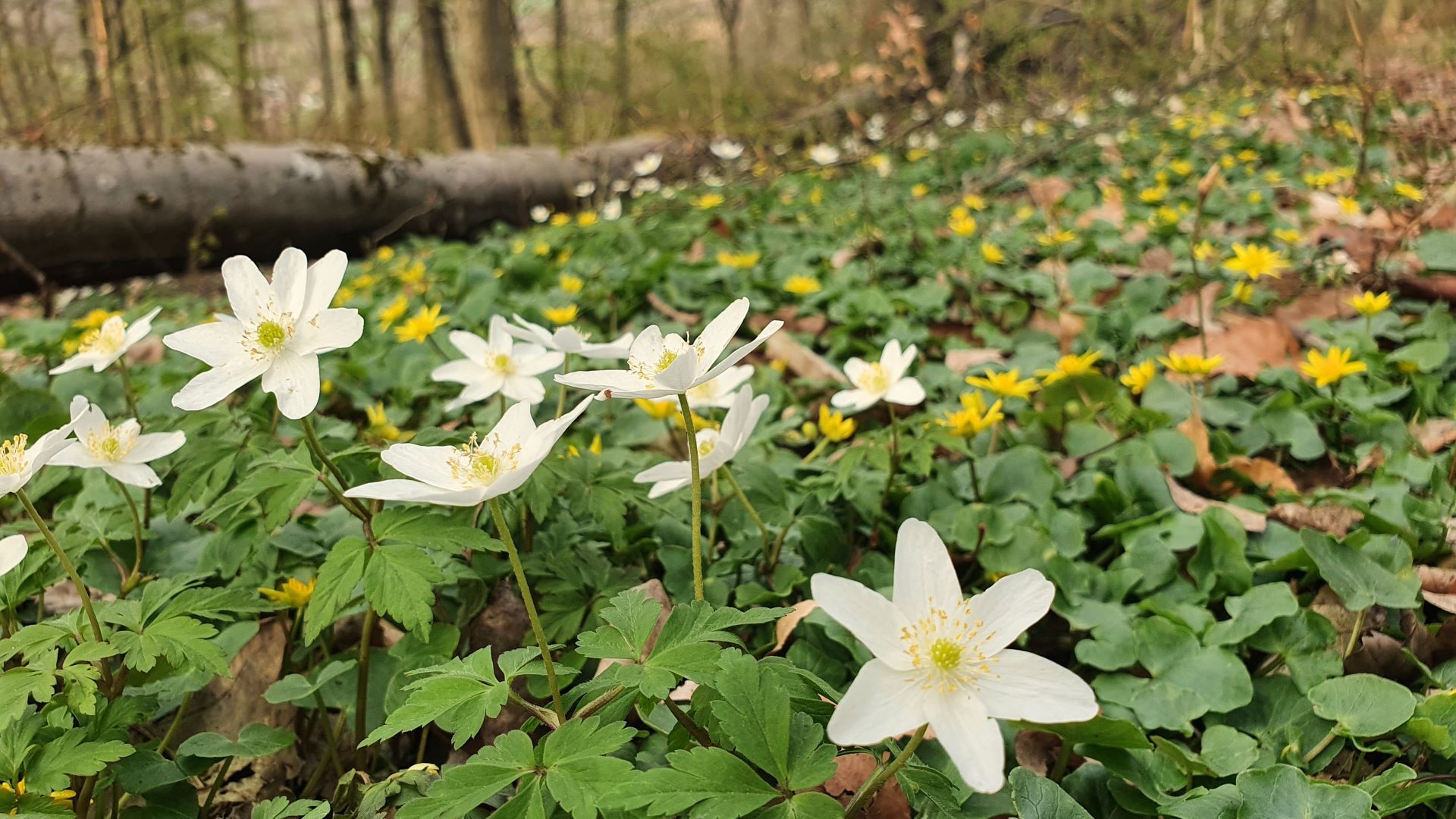 Buschwindröschen und Scharbockskraut