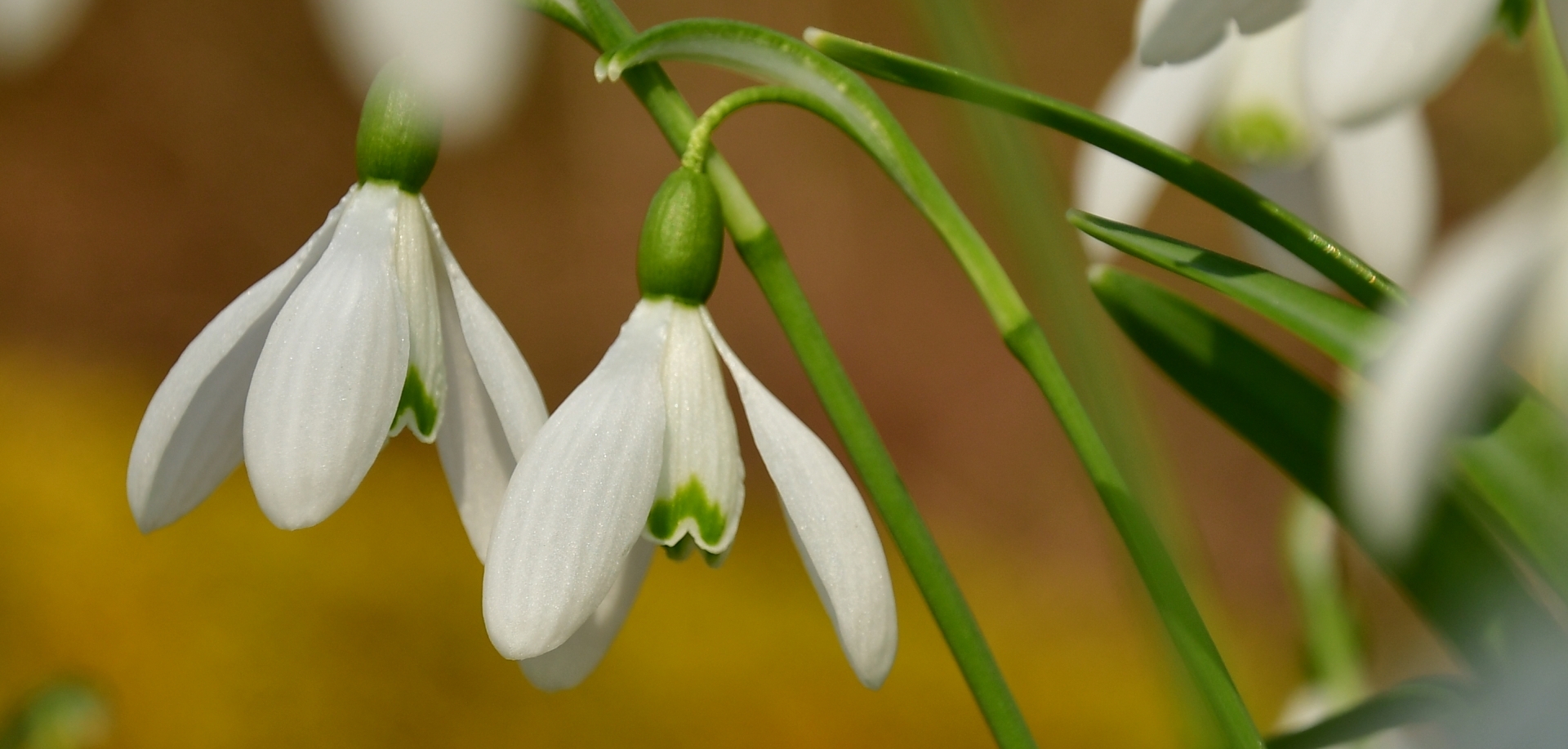 Zwei einzelne Blüten vo Schneeglöckchen