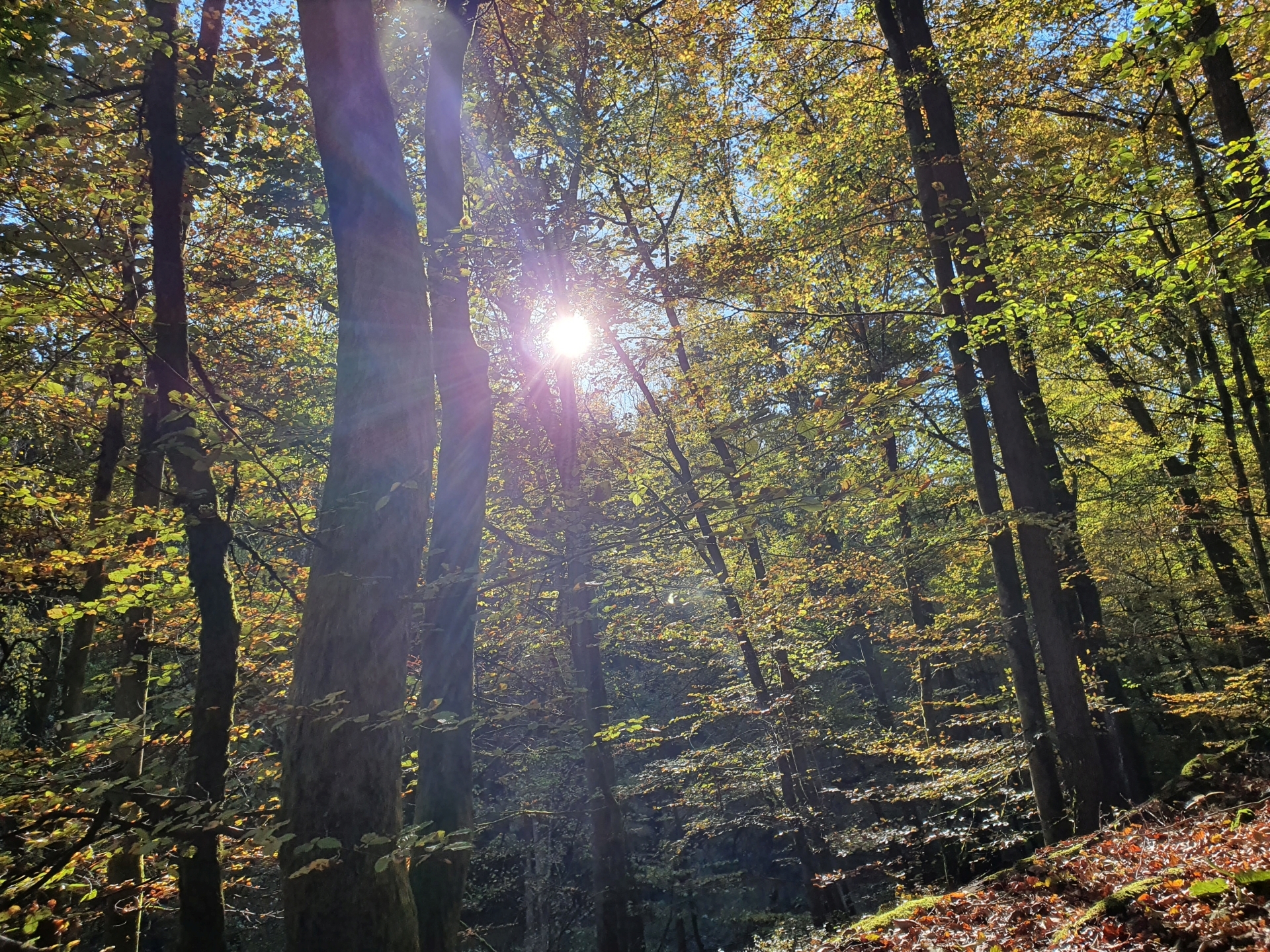 Herbstlicher Wald