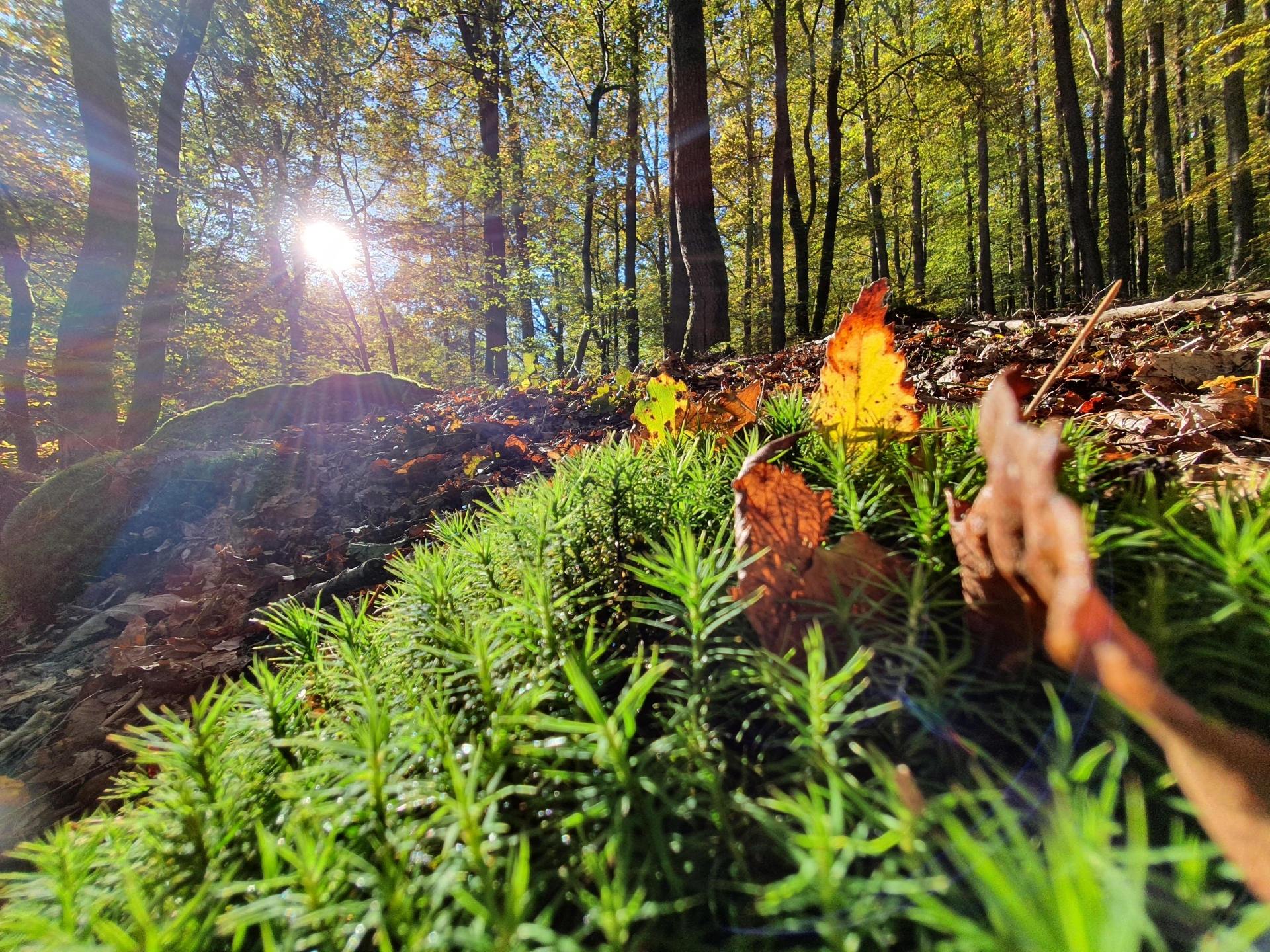 Herbstlicher Wald und Moose