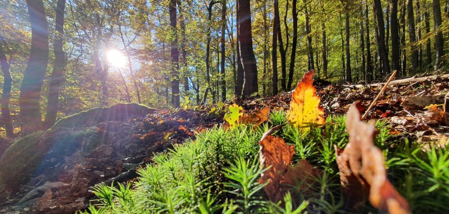 Herbstlicher Wald und Moose