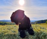 Hund auf Wiese kleiner schwarzer Hund sitz auf einer Wiese