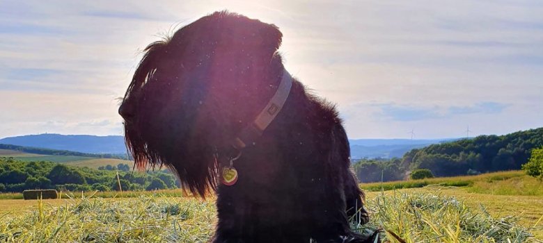 kleiner schwarzer Hund sitz auf einer Wiese