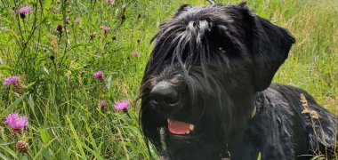 Nahaufnahme von schwarzem kleinen Hund