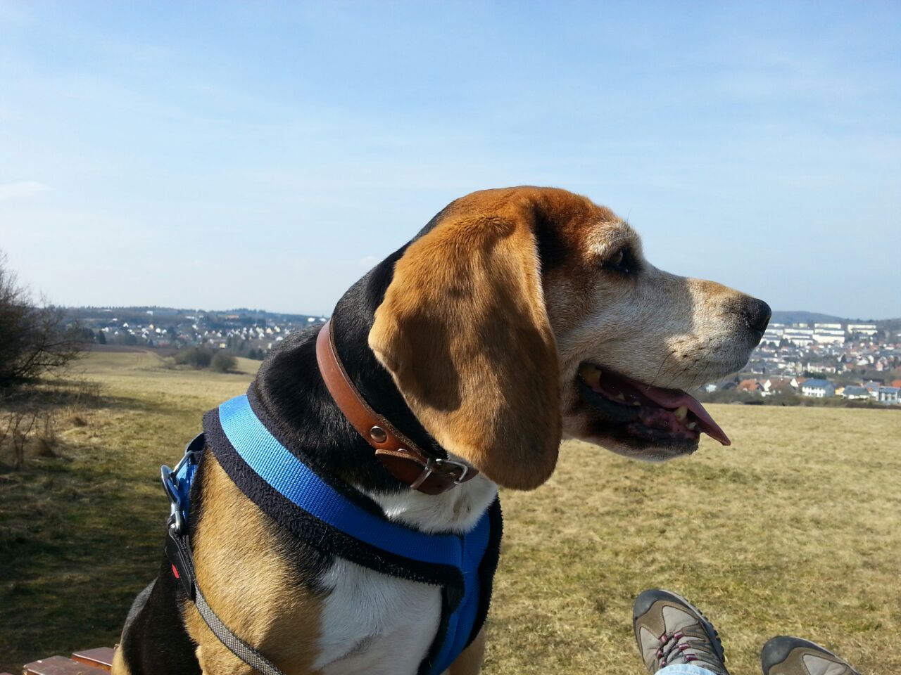 Beagle Beagle
