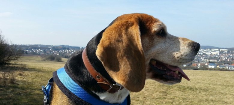 Beagle