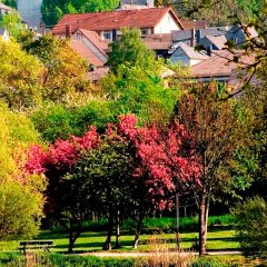 Baumblüte am Weiher