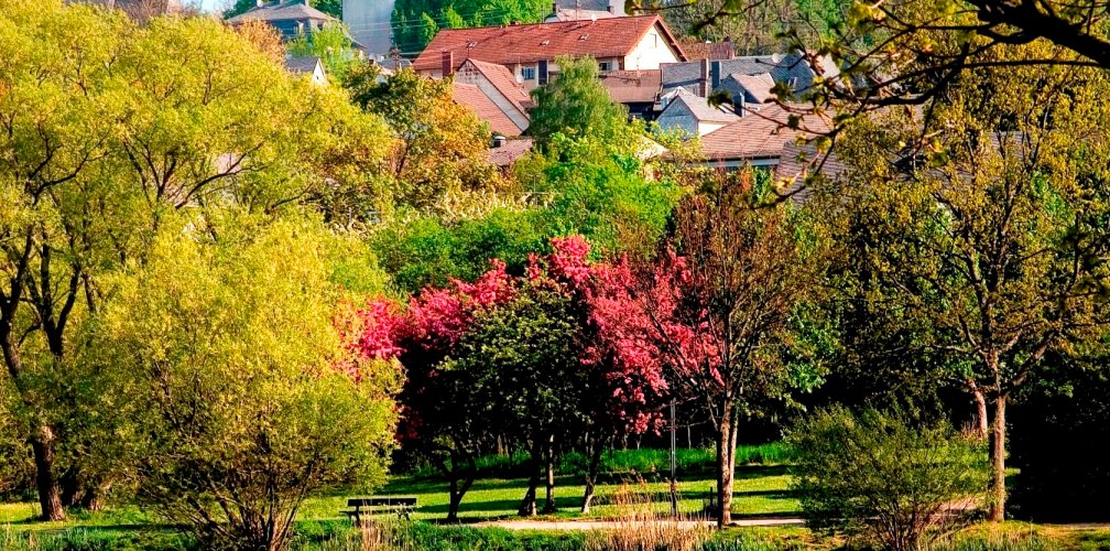 Baumblüte am Weiher