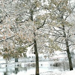 Weiherbäume im Winter