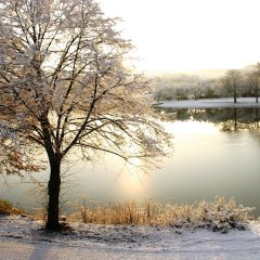 Wintermorgen am Weiher