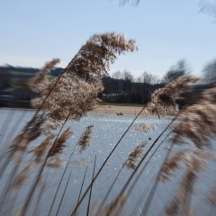 Weiher mit Schilf im Sommer