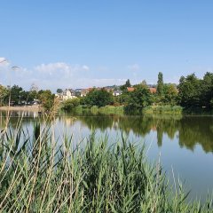 Weiher im Sommer 