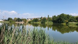 Weiher im Sommer Weiher im Sommer