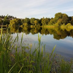 Weiher mit grünem Umfeld