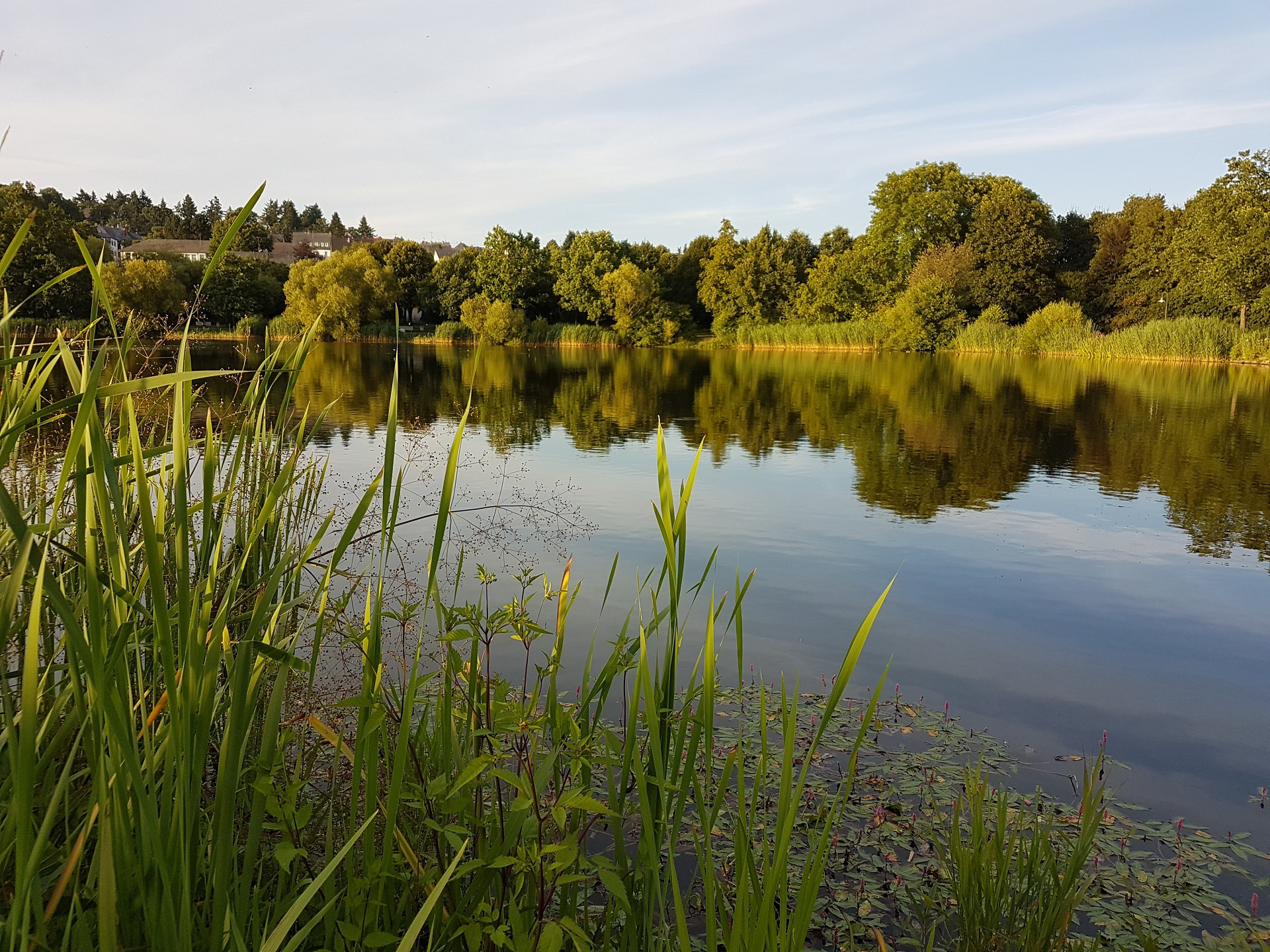 Weiher mit grünem Umfeld