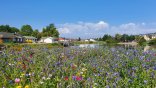 Wildblumenbeet am Weiher in Baumholder