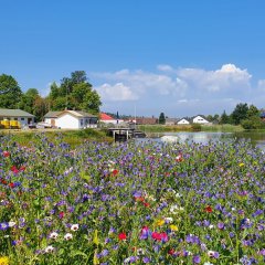 Wildblumenbeet am Weiher