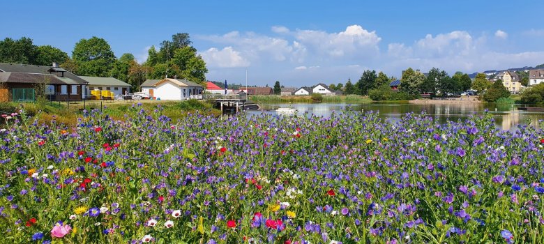 Wildblumenbeet am Weiher in Baumholder Wildblumenbeet am Weiher in Baumholder