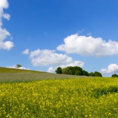 Gelbesrapsfeld vor einem blauen Himmel mit kleinen Wolken