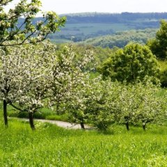 blühende Obstbäume auf einer Streuobstwiese in Ruschberg