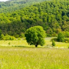 Einzelner Baum auf einer Wiese