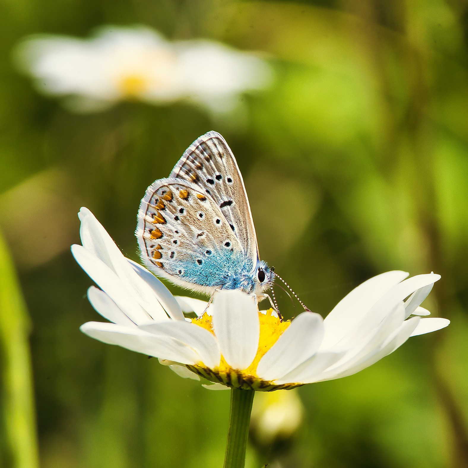 Hauhechelbläuling auf einer Blüte