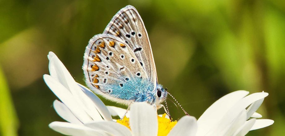 Hauhechelbläuling auf einer Blüte Hauhechelbläuling auf einer Blüte