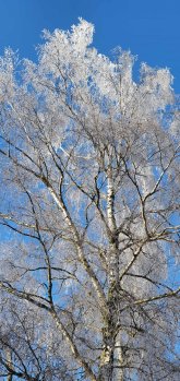Winterbaum Schneebedeckte Baumspitze vor blauem Himmel
