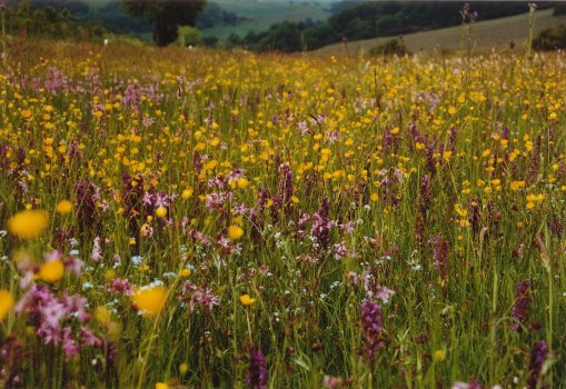 Orchideenwiese in Baumholder Orchideenwiese in Baumholder