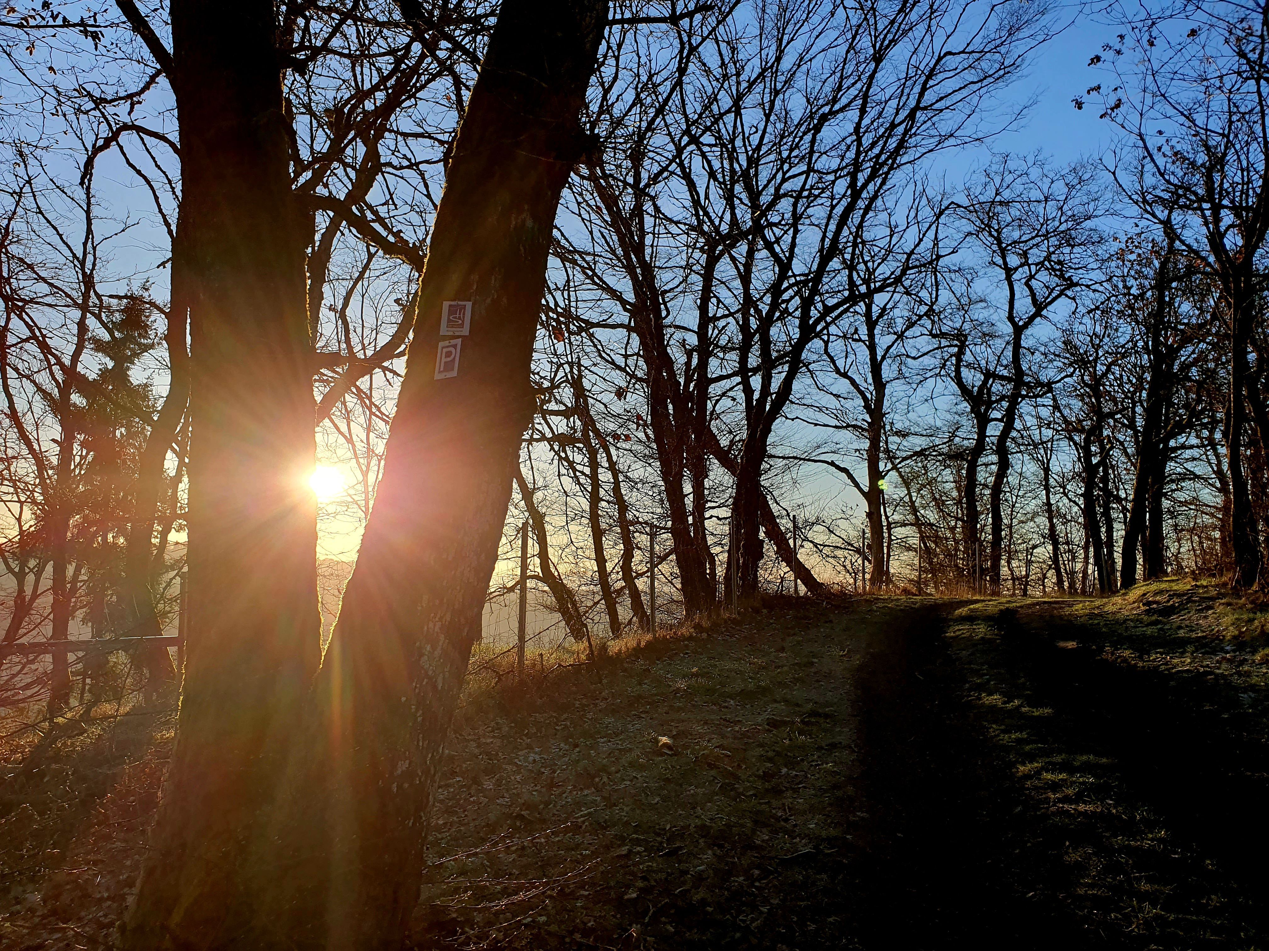 Bärenbachpfad im Winter - Bäume mit Sonne