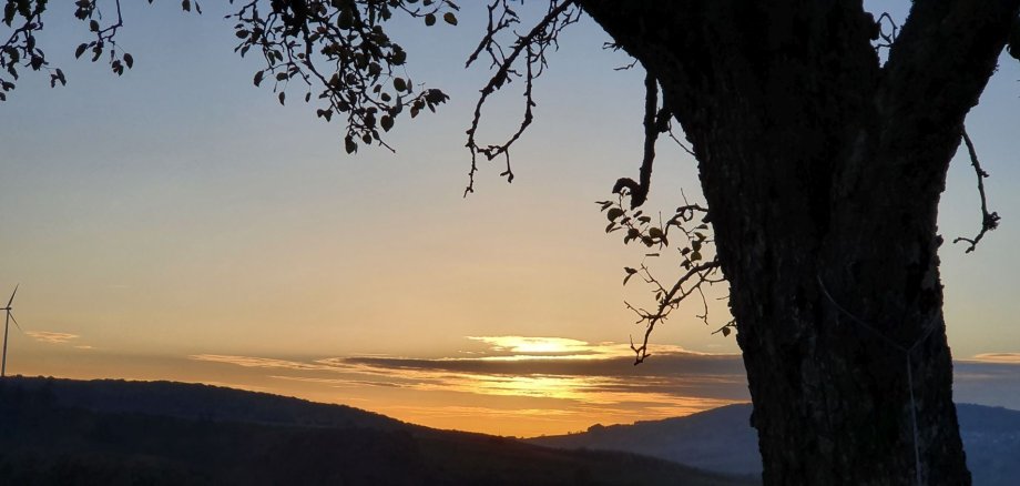 Baumsilhouette mit Sonne im Hintergrund