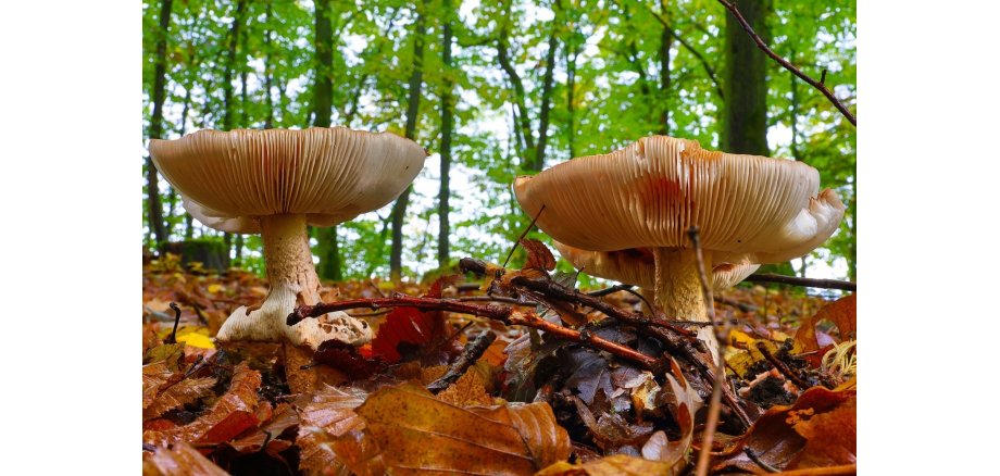 2 Pilze mit Lamellen
