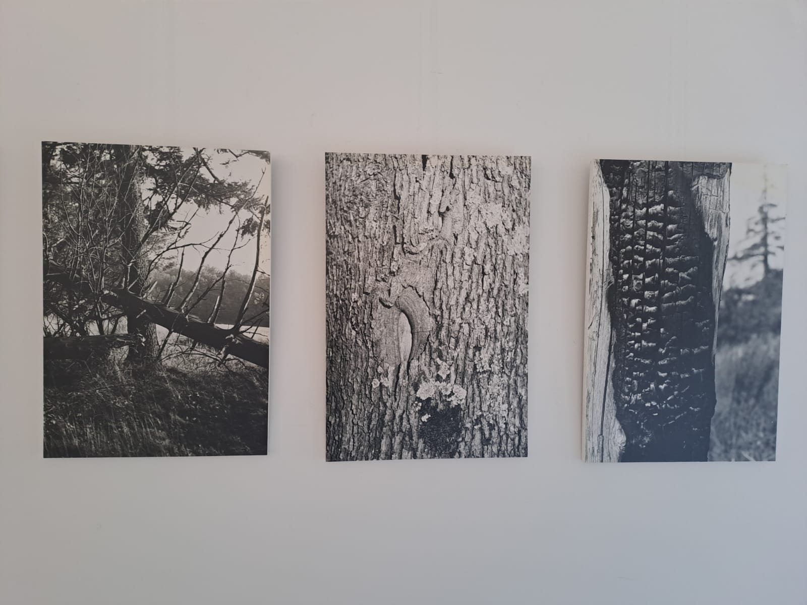 Naturfotografien in schwarz weiß von Günther Theobald