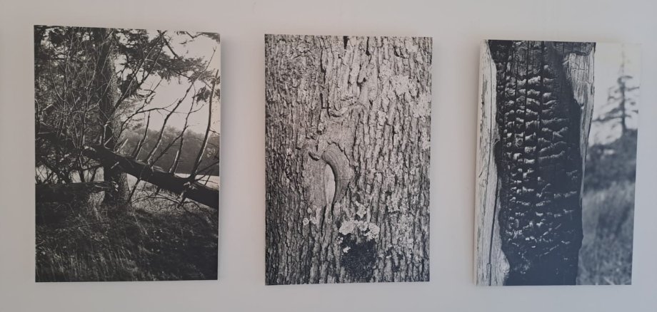 Naturfotografien in schwarz weiß von Günther Theobald