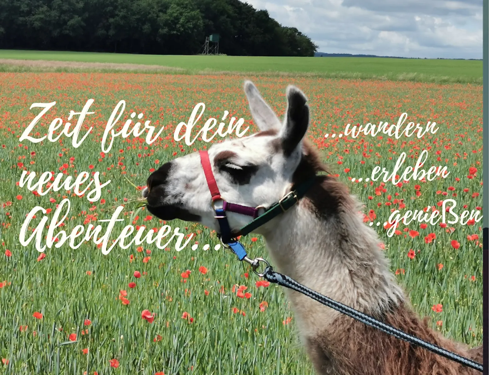 Lamawanderung am Muttertag rund um Nohen