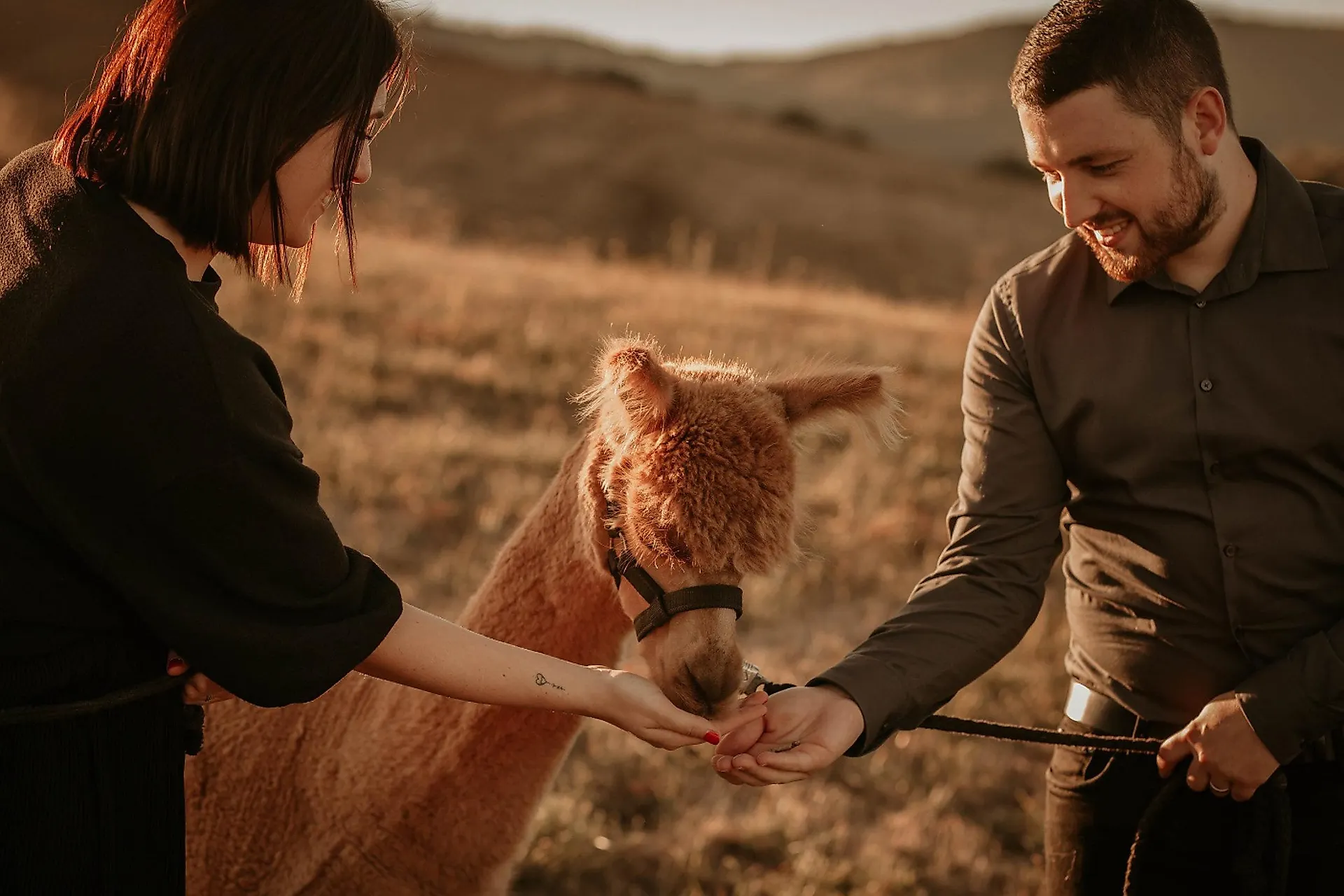 Lamawanderung rund um Berglangenbach am 17. Mai 2026. Ein Mann und eine Frau füttern ein Lama