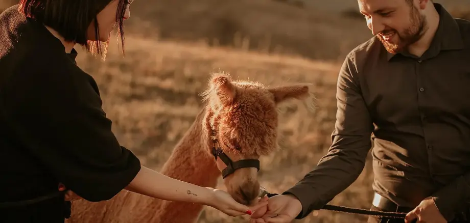 Lamawanderung rund um Berglangenbach am 17. Mai 2026. Ein Mann und eine Frau füttern ein Lama